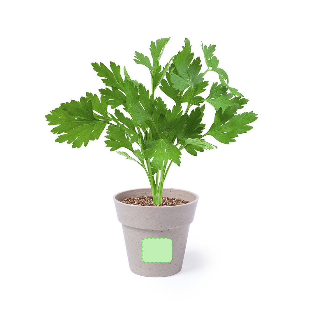 Set de 2 macetas biodegradables con semillas de menta y perejil con sustrato