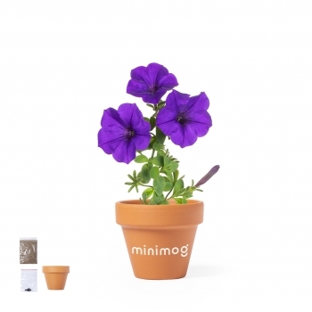 Maceta de terracota con agujero de drenaje y 5-8 semillas de petunia