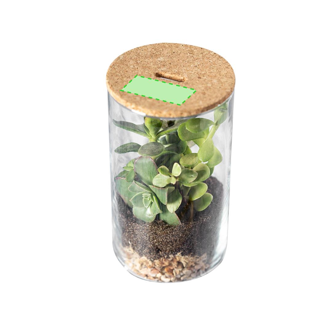 Terrario de cristal borosilicato con tapón de corcho y semillas de cactus 14,8 cm