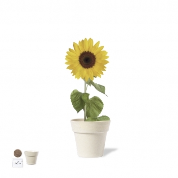 Maceta biodegradable con 5-8 semillas de girasol y pastilla de sustrato en caja kraft