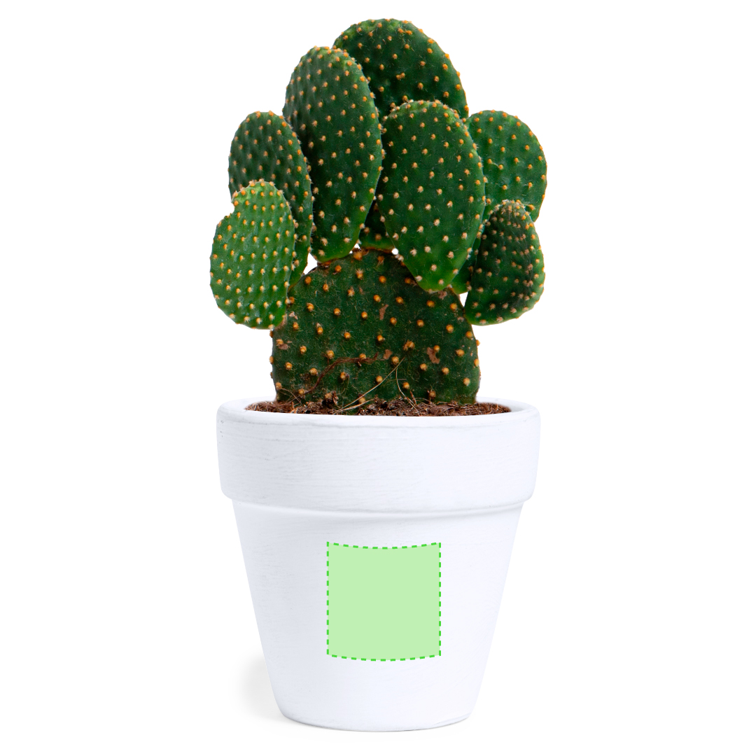 Maceta de terracota blanca con semillas de cactus y sustrato en caja kraft