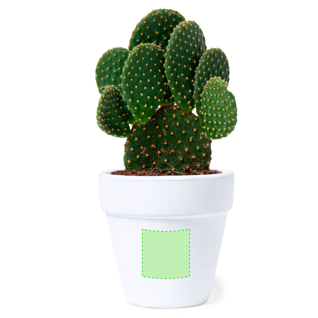 Maceta de terracota blanca con semillas de cactus y sustrato en caja kraft