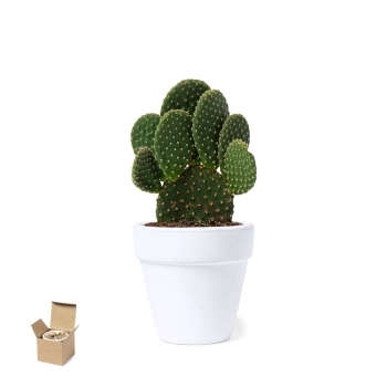 Maceta de terracota blanca con semillas de cactus y sustrato en caja kraft
