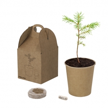 Maceta de cartón reciclado con semillas de pino y sustrato en caja kraft con asa