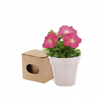 Maceta biodegradable con 5-8 semillas de petunia y sustrato de crecimiento