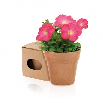 Maceta biodegradable con 5-8 semillas de petunia y sustrato de crecimiento